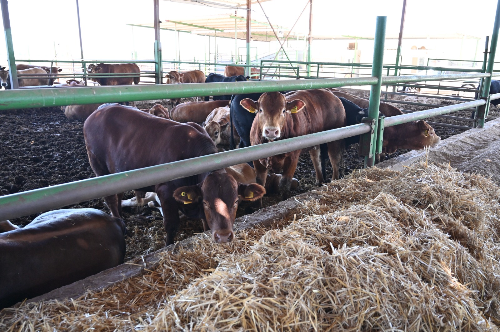 WhatsApp Image 2022-06-30 at 10.41.49 PM (1).jpeg